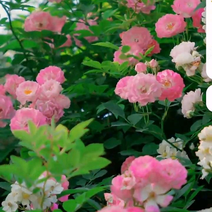 开心🌹