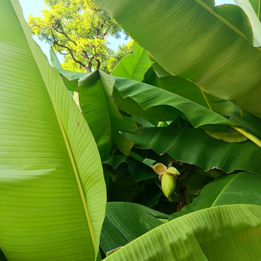 菏