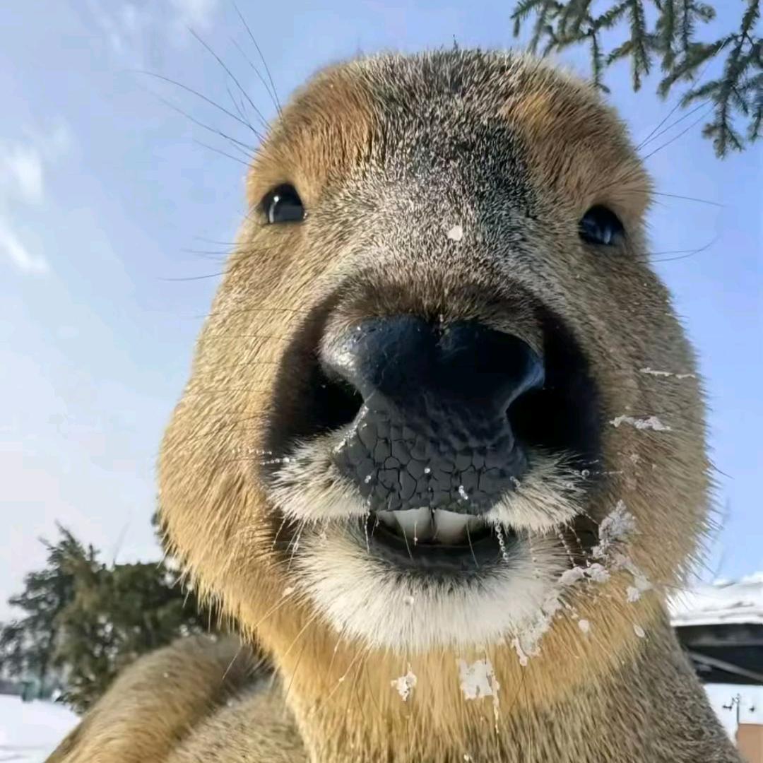 陈嘻嘻（小号）