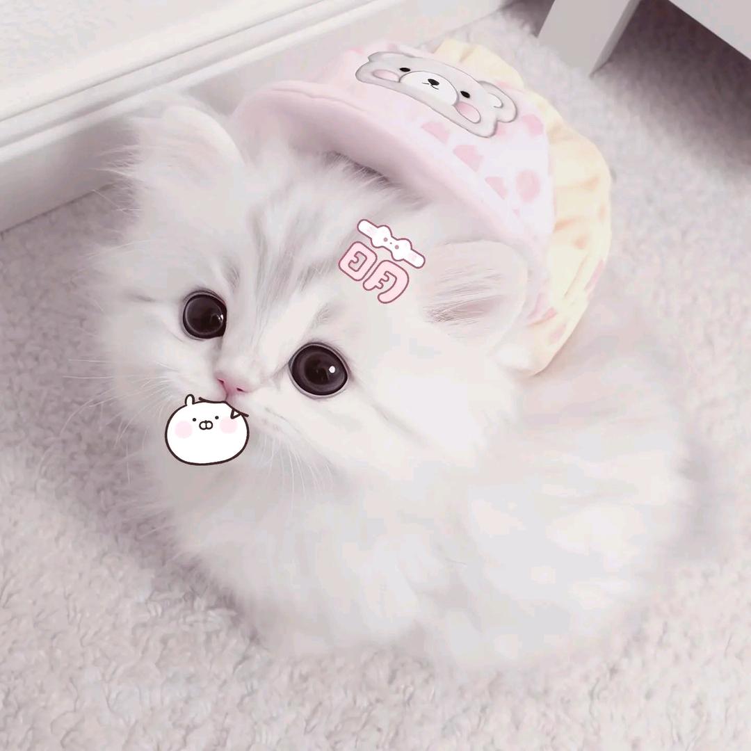 sha瓜