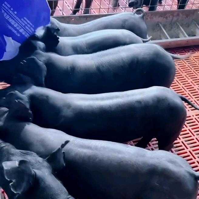 在绵阳开养猪场的老王