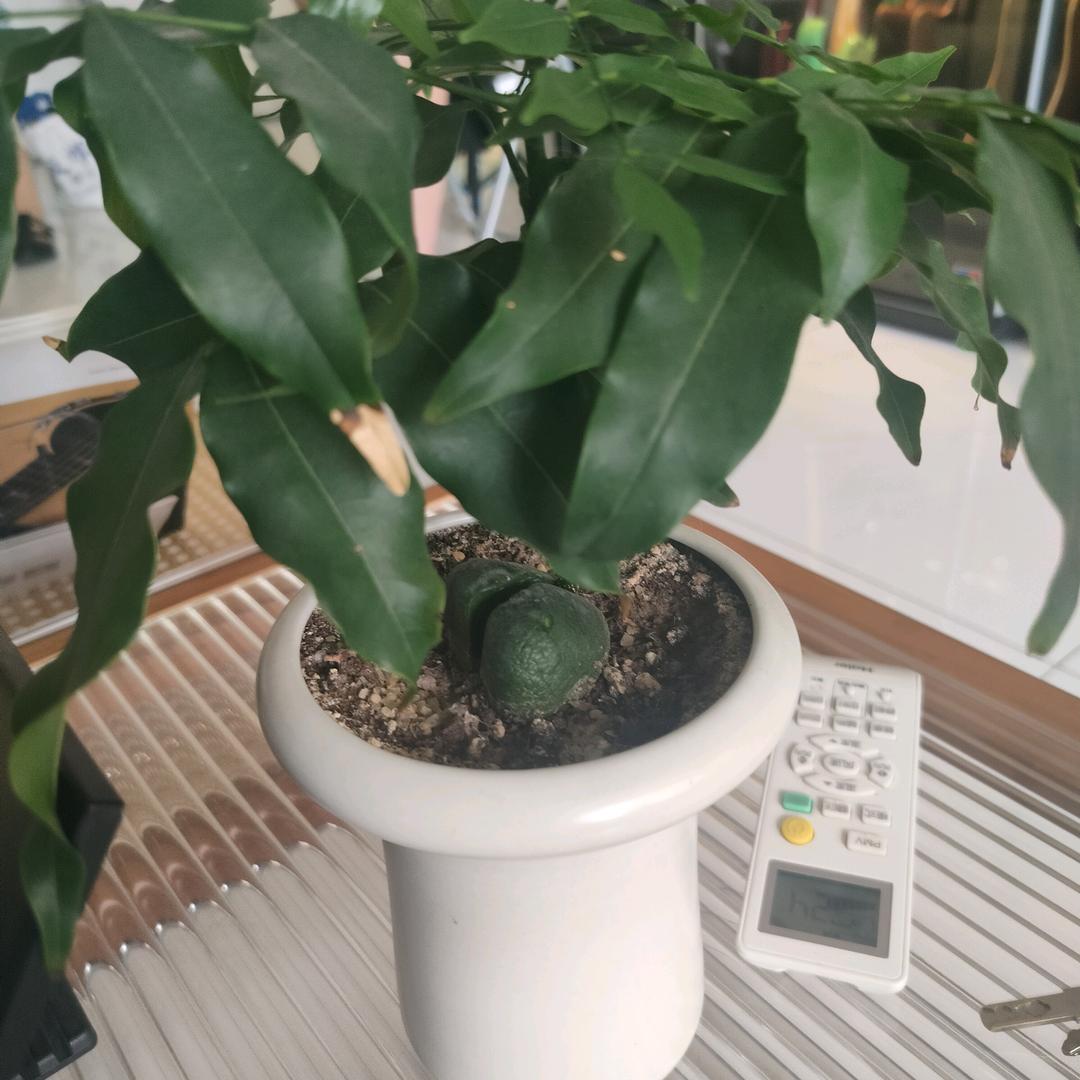 小豆豆。
