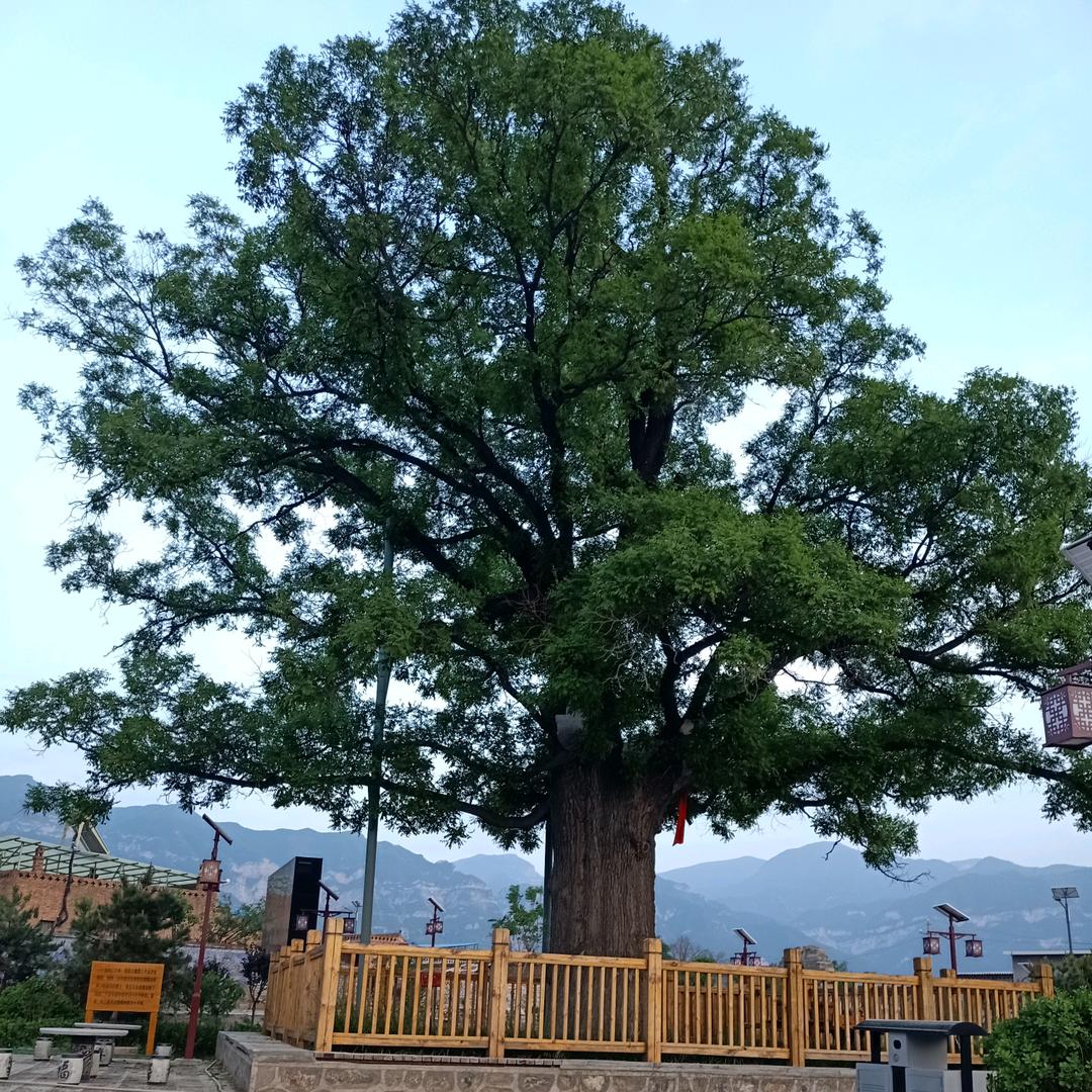 （随时直播。唱歌🎤人）