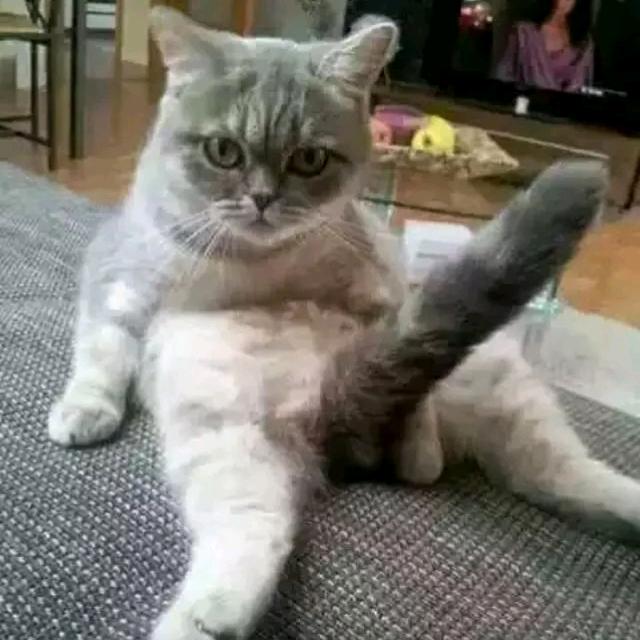 （大猫）