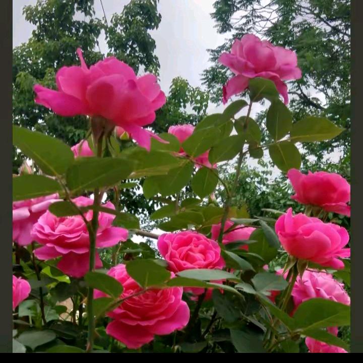 芬芳💅