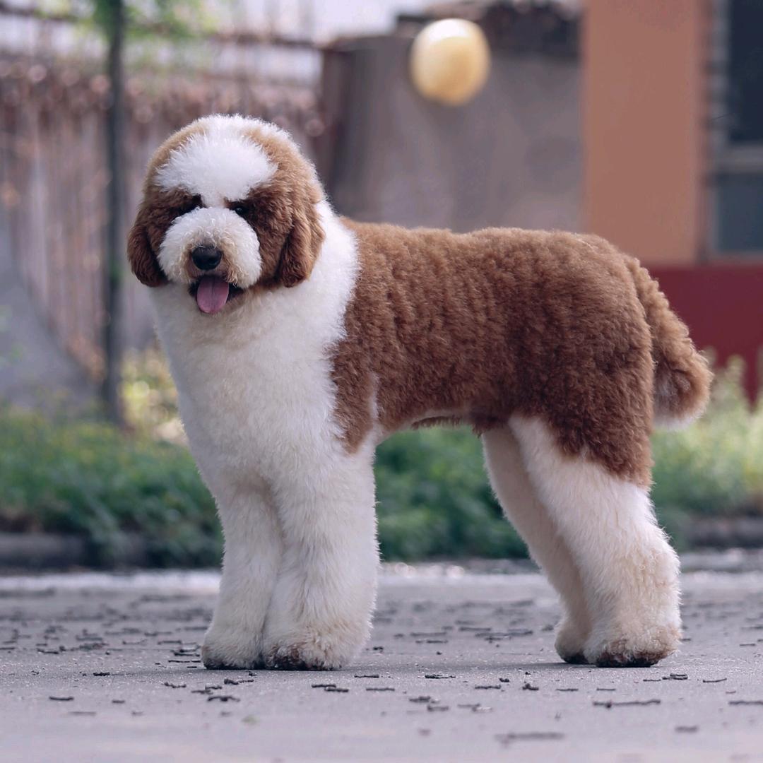 荆门市东宝区园日商贸有限公司巨贵呆呆熊直播号