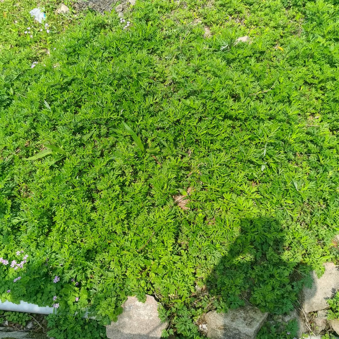 大健康领域