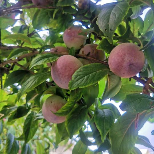 大金首播（每天直播）