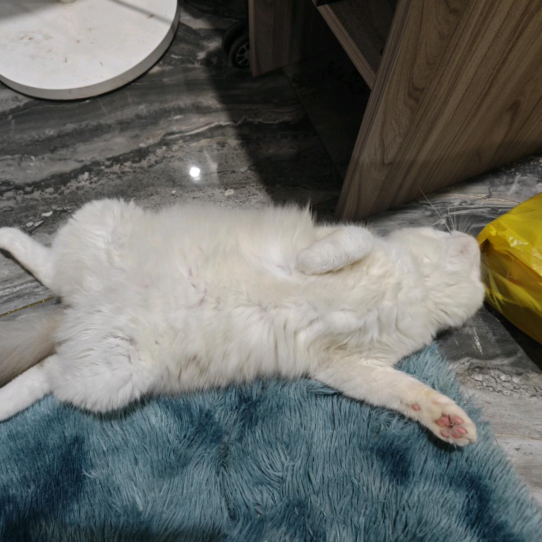 孑然一身