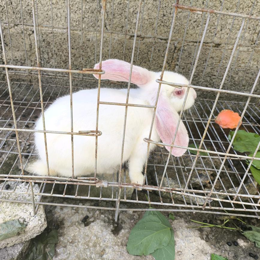 貂蝉对抗路