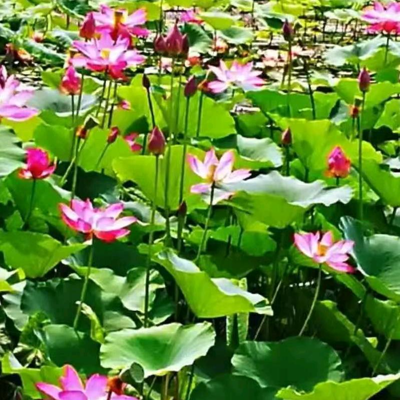 一帆风顺✘