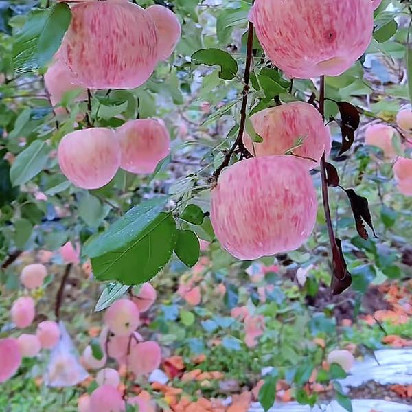 心灵晴天🌹