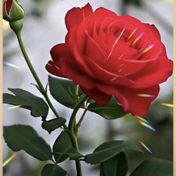 ʚ💗ི་往事🌹清零ʚ💗ི་ྀɞ