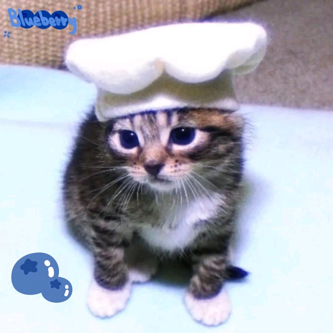 小猫爱吃蓝莓🫐