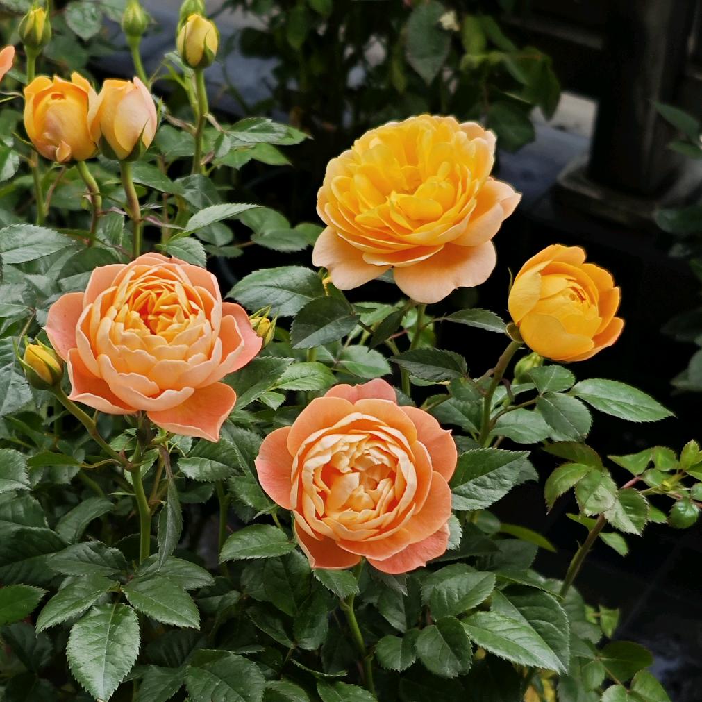 一口碳水超快乐