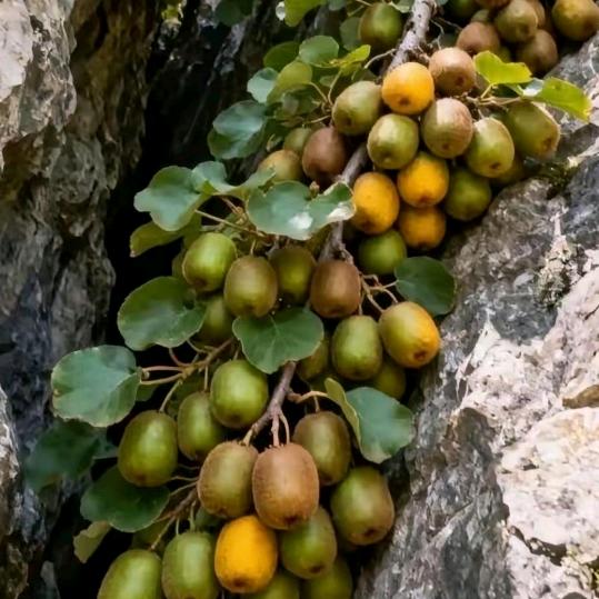 心不正的人都不的好死