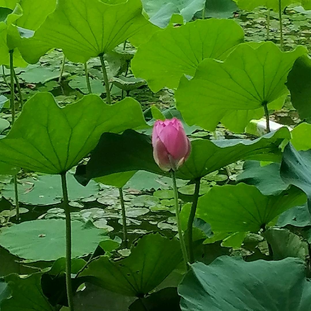 喜上眉梢