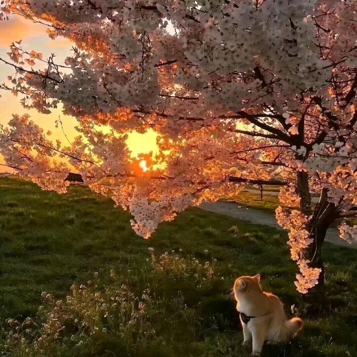 🌕🌿陈国玲🌱🎄