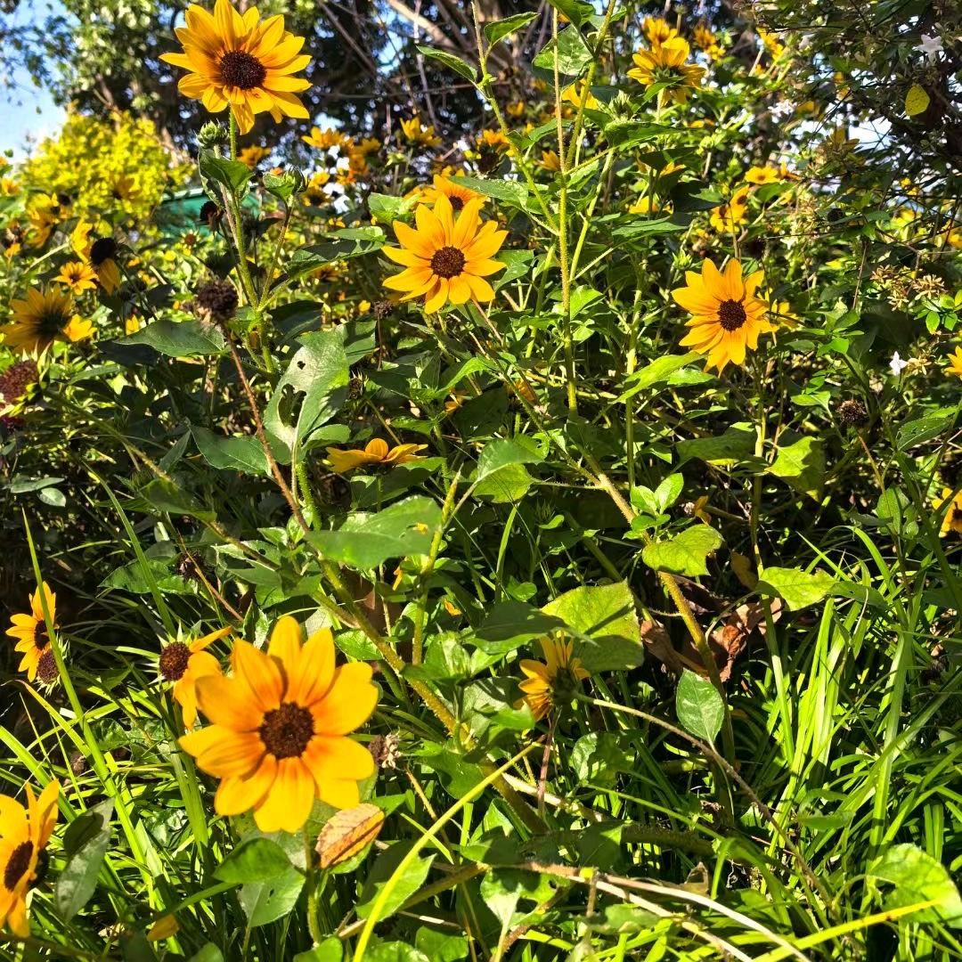 爱旅游的小丸子