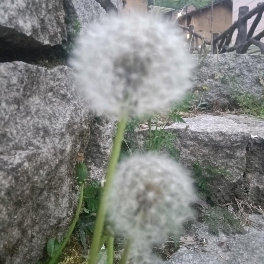 莫小北