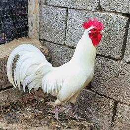 小者鸡舍🐔🏠