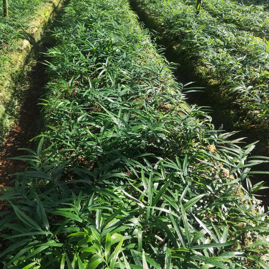 云南昆明中药材种植培育基地