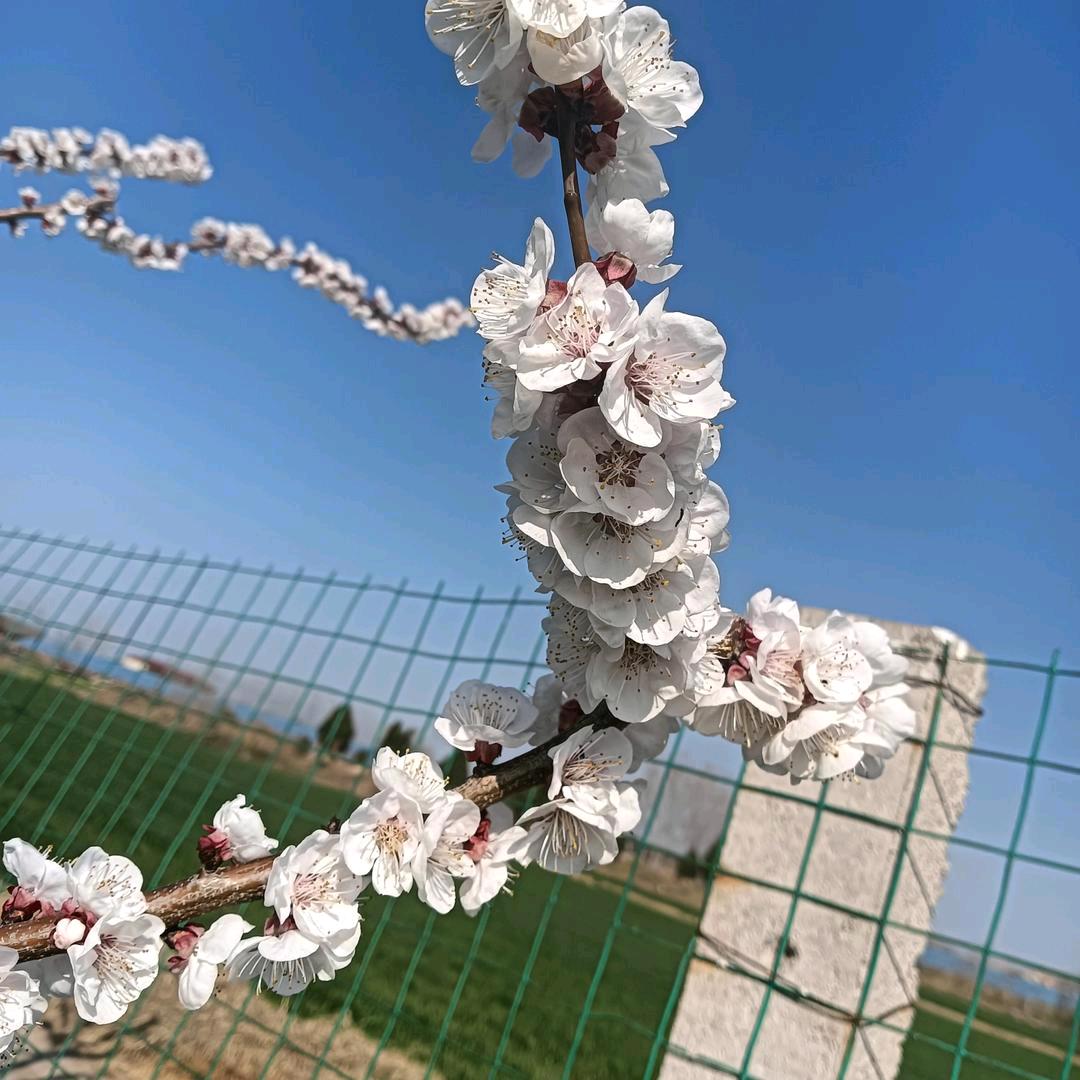 此生无悔