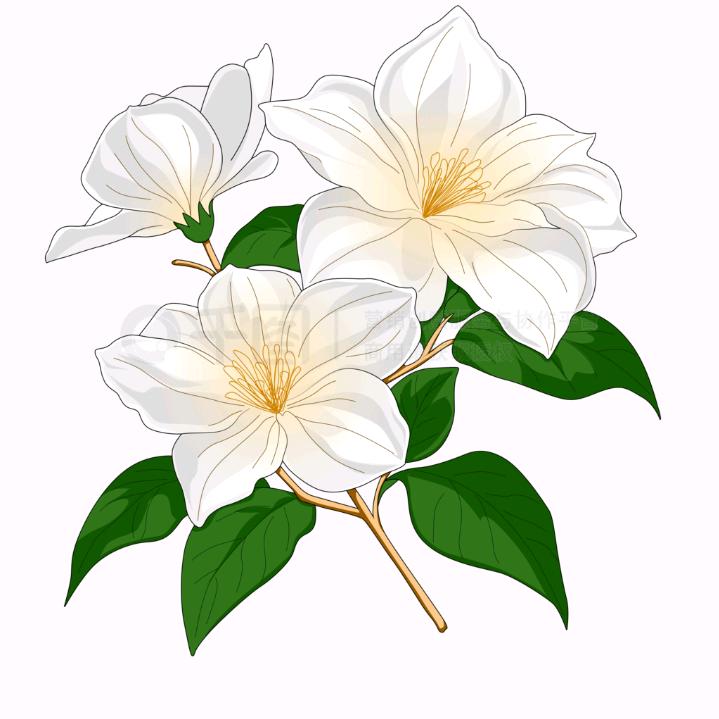 爱画画的茉莉