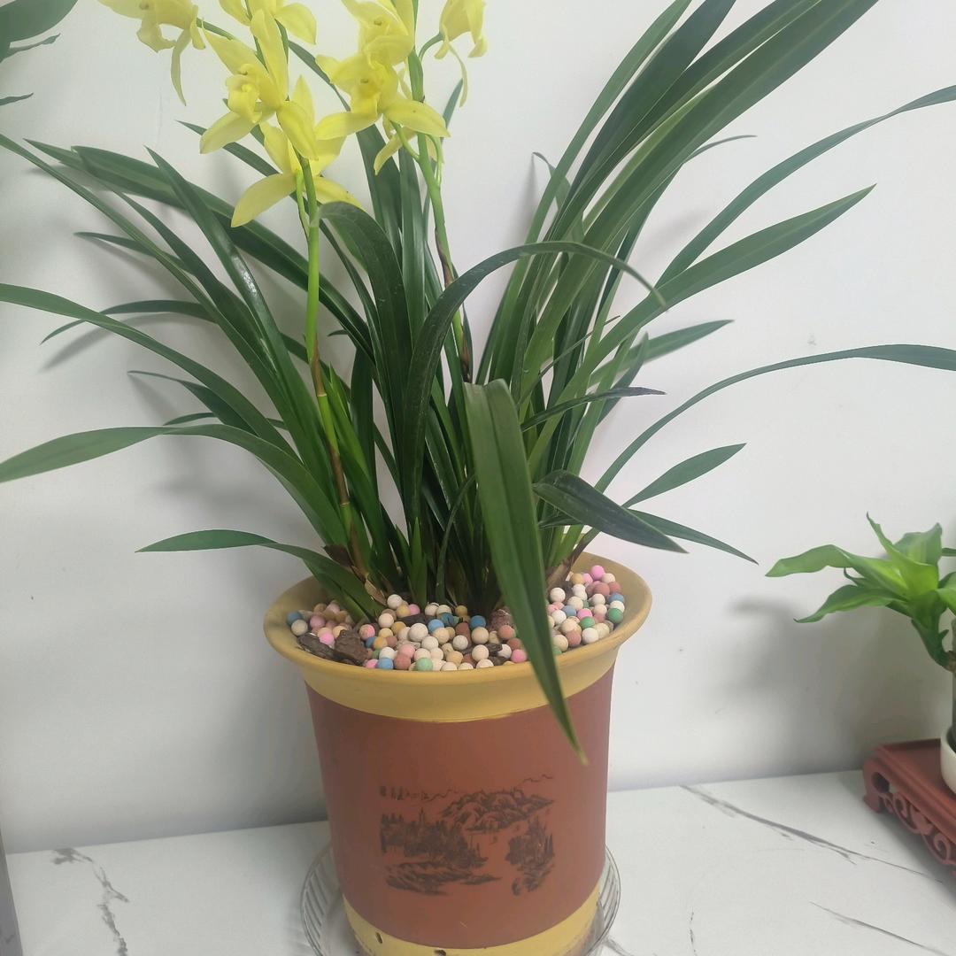 🌻明天会更好🌼