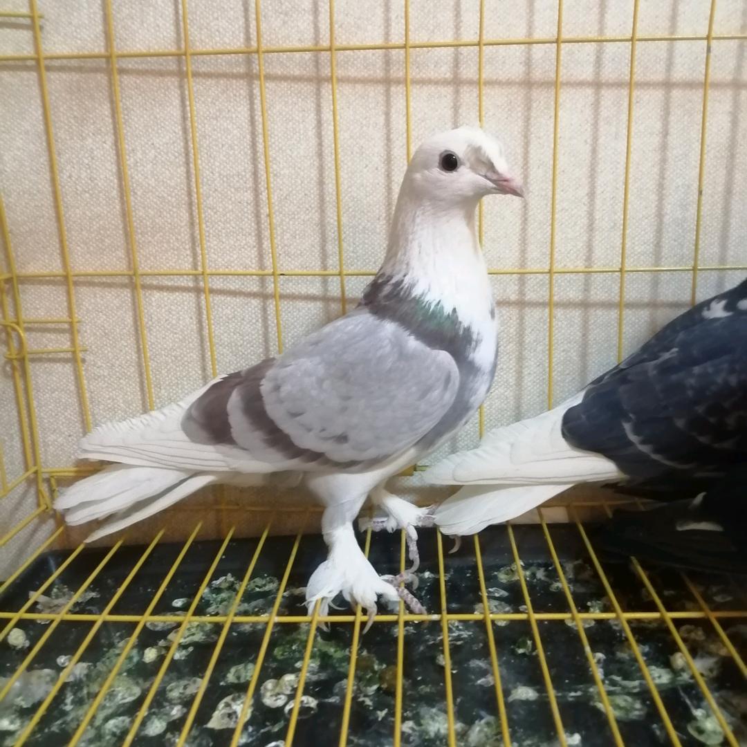 昌吉州奇台县菲尔敦鸽舍