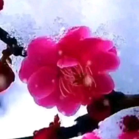 歺韵头像