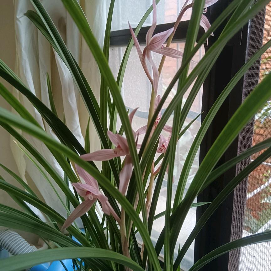 💖清风逸尘❤️