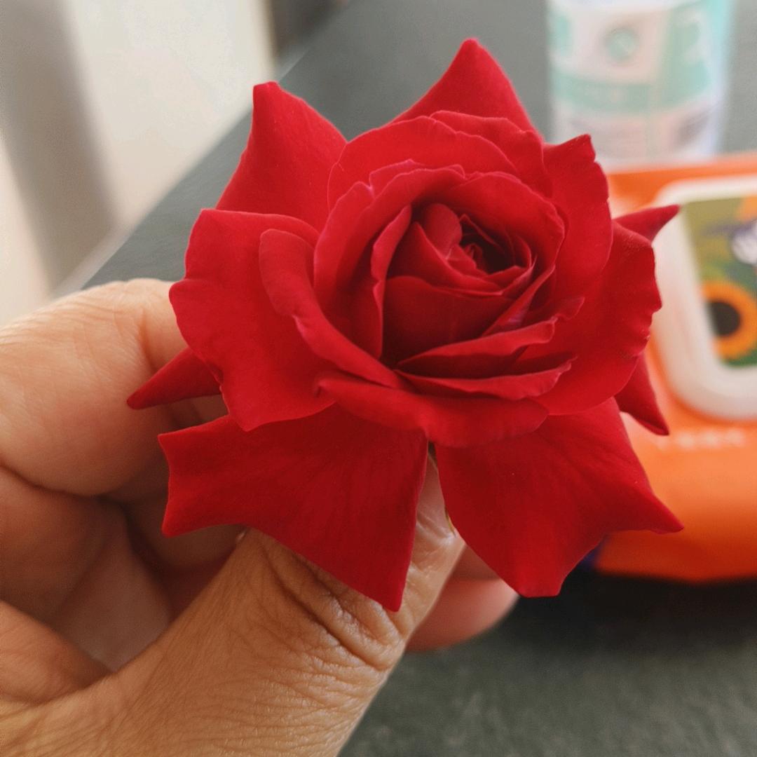 零下四十度的❤️