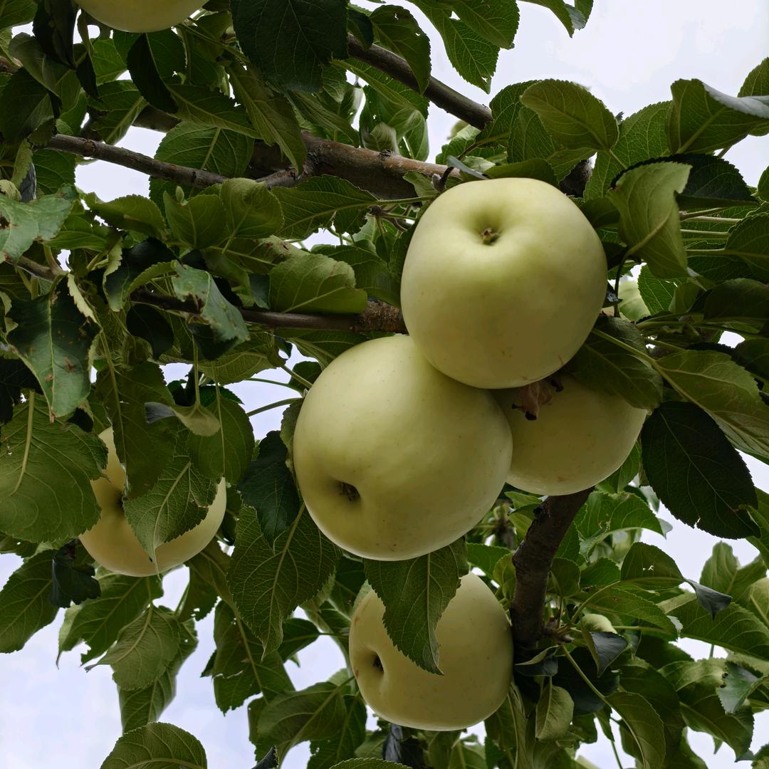 三甲护士辞职放羊中……