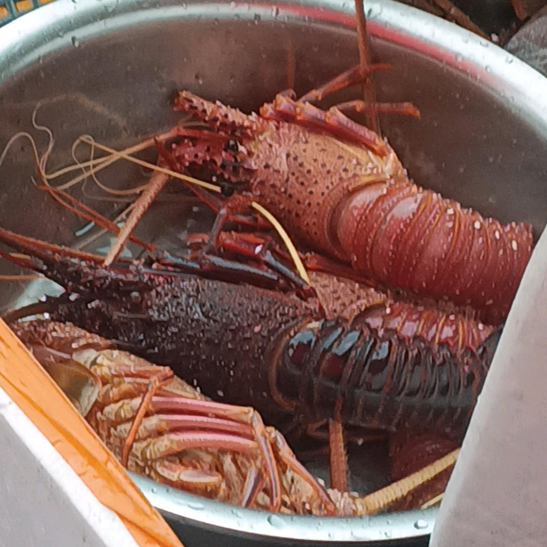 天涯赤子心