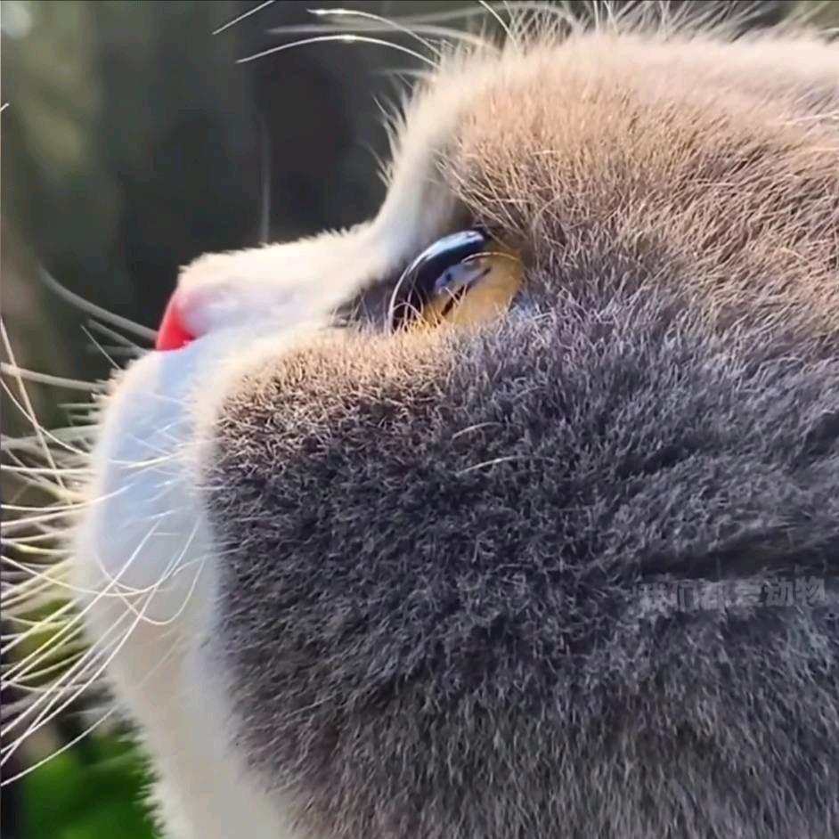 🌈念池鱼思故渊