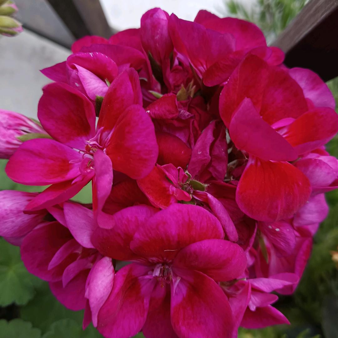🌹🌹自己的路自己走🌹🌹