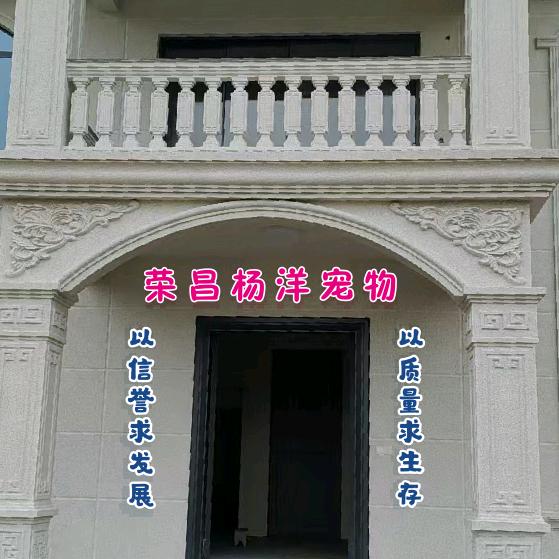 荣昌杨洋犬舍直播号