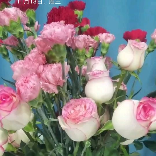 小白鸽