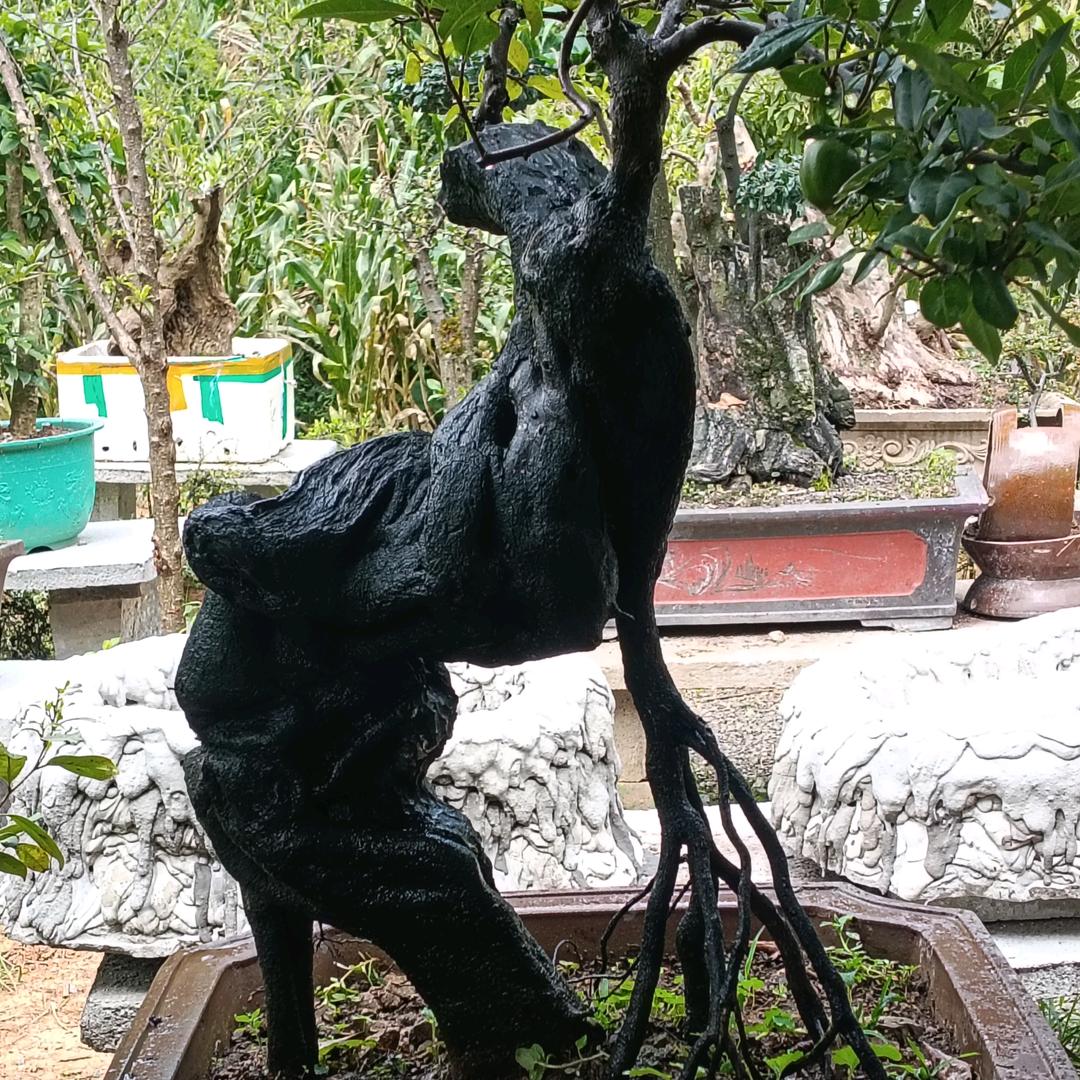 景缘盆景花卉