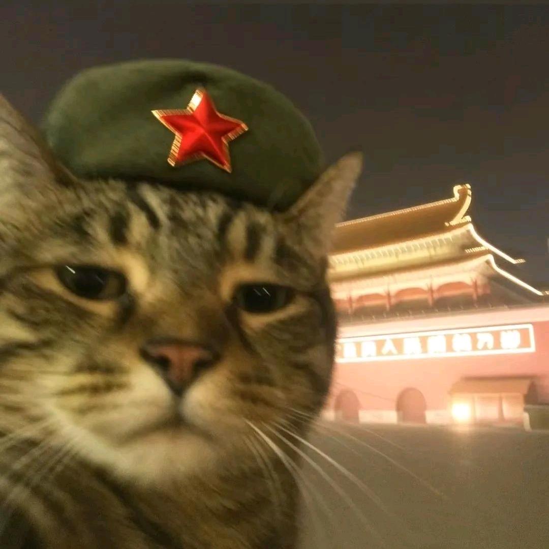 猫