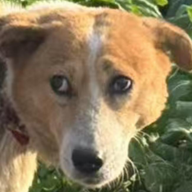 奇洛李维斯回信