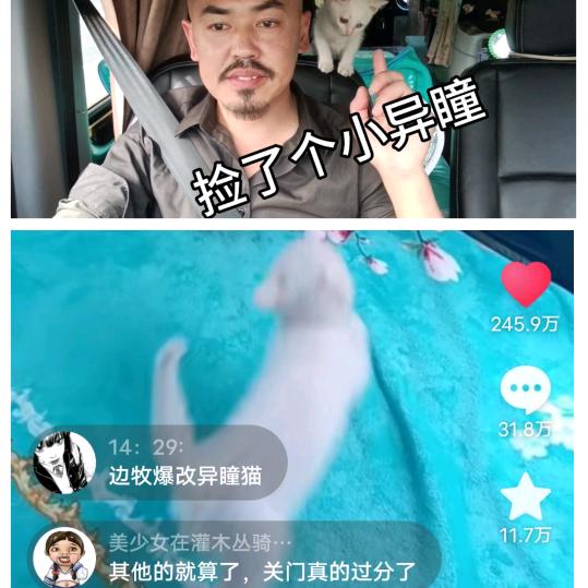 大叔爱玩猫