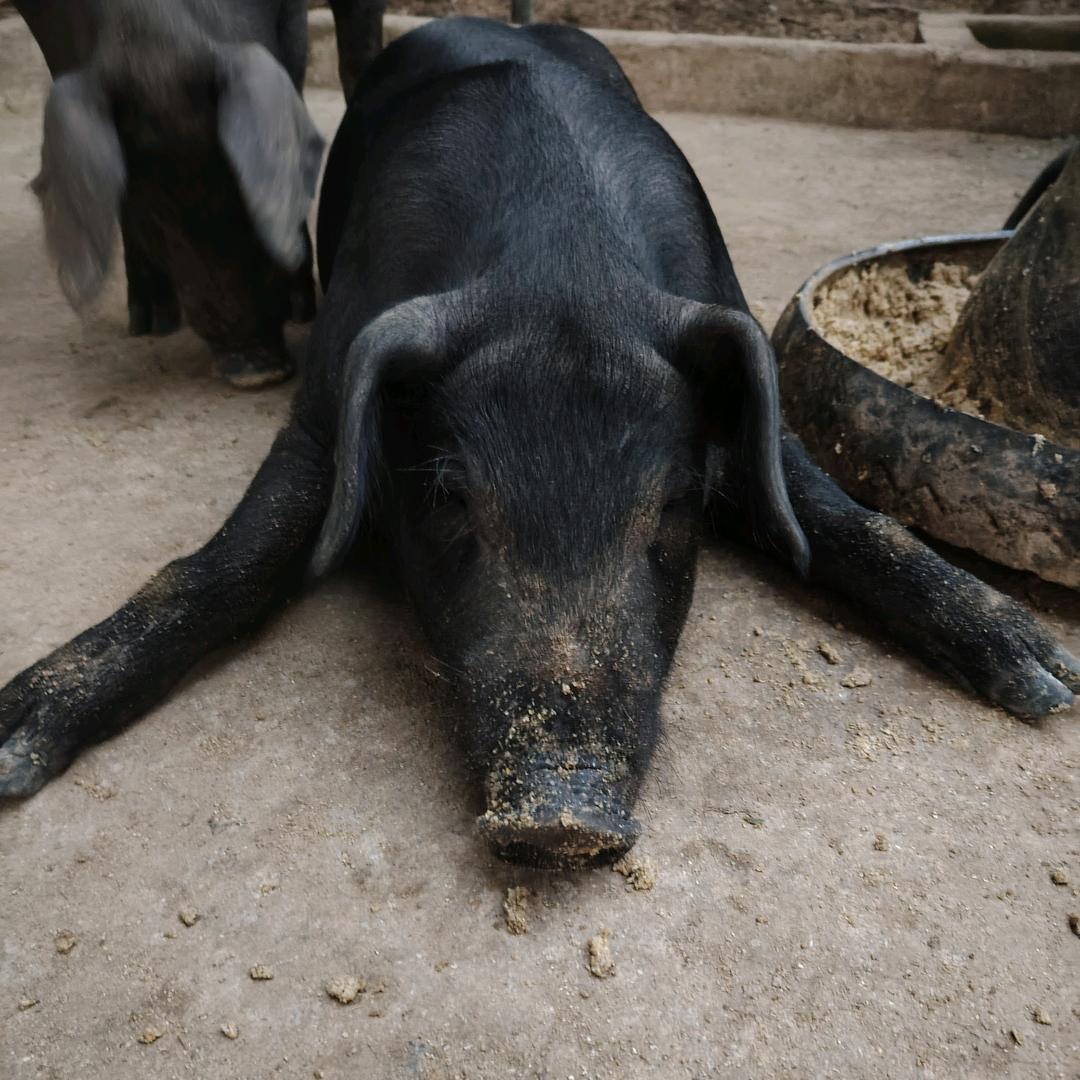 散养生态松辽黑猪