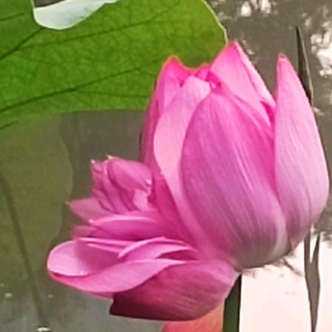 💫一朵莲