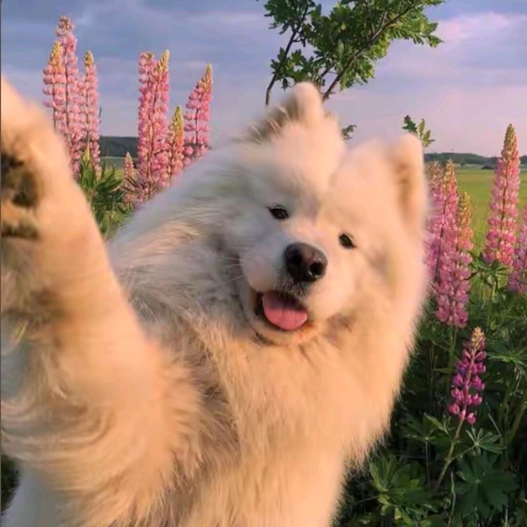 狐狸头
