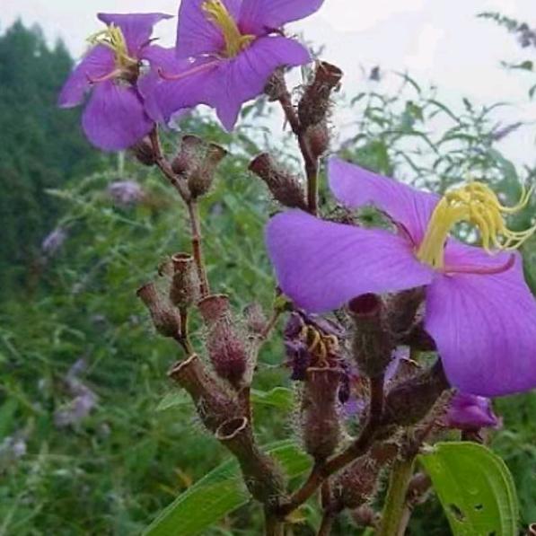 医逢信者但可救