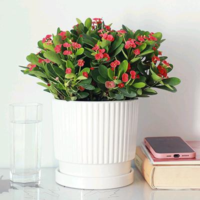 槿语花田家庭农场