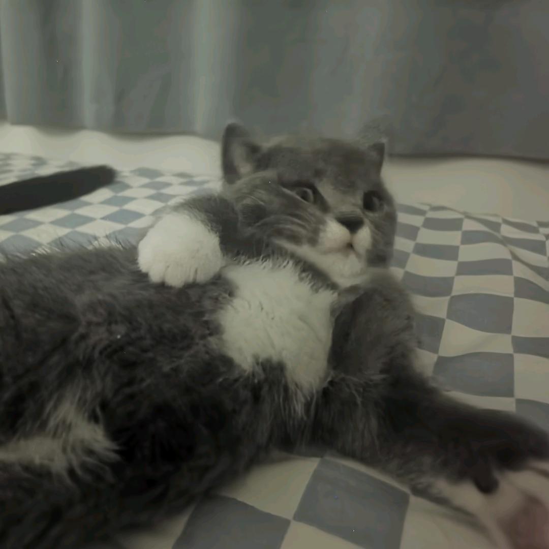 我家有🖐🏻只猫🐱