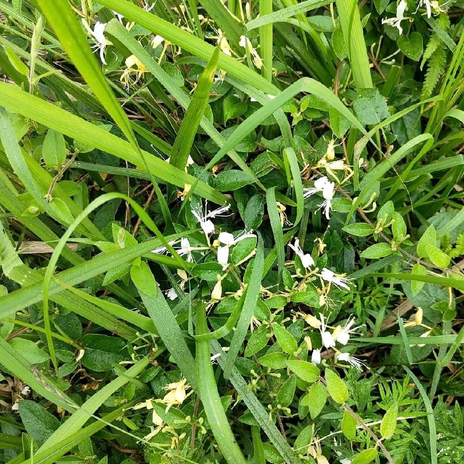 舒友林